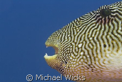 Close Up Puffer by Michael Wicks 